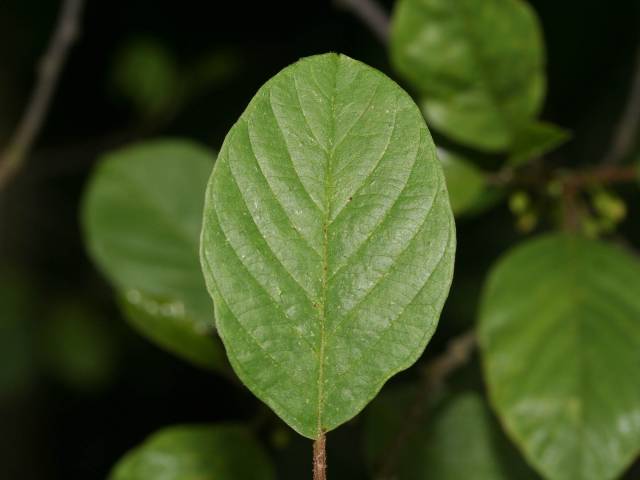 سیاه توسه Frangula alnus syn. Rhamnus frangula 4